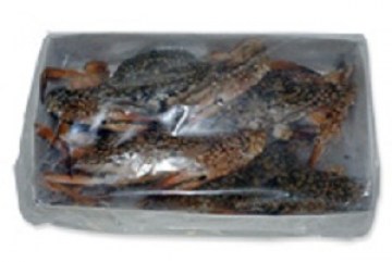 smstar-blue-swimming-crab1