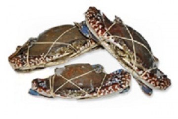 smstar-crab-west-africa