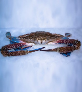 whole-swimming-crab